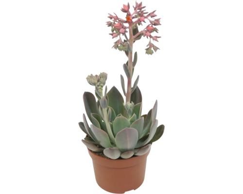 Sukulent Echeveria v květináči s květenstvím