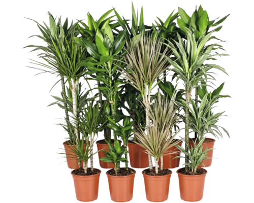 Kolekce ruznych pokojovych rostlin Dracaena v plastovych kvetinacich pro dekoraci