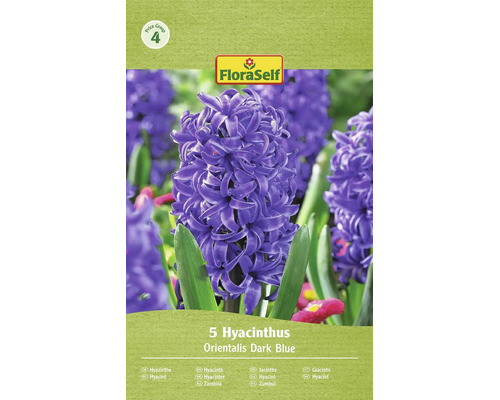 Kvetinove cibule Hyacinthus orientalis Dark Blue znacky FloraSelf v baleni po peti kusech pro zahradu.