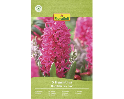 FloraSelf balení s 5 cibulkami hyacintu Hyacinthus orientalis Jan Bos s hroznovitými květenstvími.
