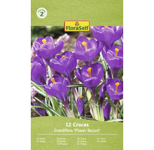 Květinové cibuloviny krokus Grandiflora Flower Record od FloraSelf, 12 kusů pro zahradu.