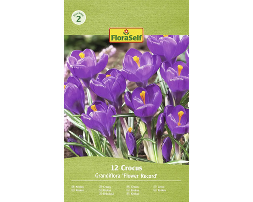 Květinové cibuloviny krokus Grandiflora Flower Record od FloraSelf, 12 kusů pro zahradu.