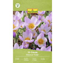 Kvetoucí krokusy odrůdy Firefly v balení po 15 kusech s logem FloraSelf