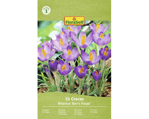 FloraSelf Krokus Barrs Purple cibuloviny 15 kusů