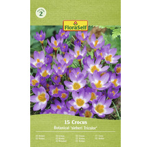 Květinové cibuloviny FloraSelf 15 kusů krokus sieberi Tricolor s fialovými květy a žlutým středem v balení