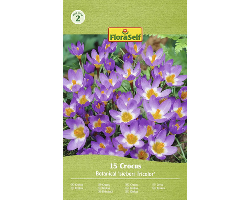Květinové cibuloviny FloraSelf 15 kusů krokus sieberi Tricolor s fialovými květy a žlutým středem v balení