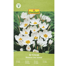 Kvetinove cibule krokus botanicky Ard Schenk dvanact kusu logo FloraSelf cenova skupina tri