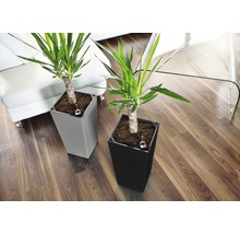 Dvě juky v květináčích na dřevěné podlaze