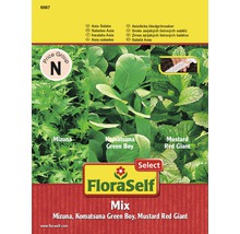 FloraSelf Asijský salát Mix Balení semen s Mizuna, Komatsuna Green Boy a Hořčice Red Giant