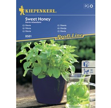 Kiepenkerl Sweet Honey Stévie rebaudiana rostlina v květináči