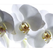 Detail bílých květů orchidejí
