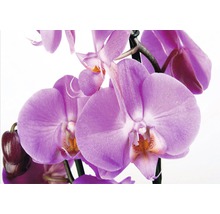 Detail fialové kvetoucí orchideje