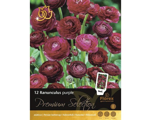 Pryskyřník Premium Ranunculus 'Purple' 