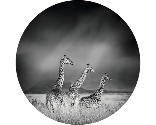 Fototapeta vliesová Žirafy čb 95 cm
