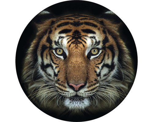 Fototapeta vliesová Tygr 95 cm