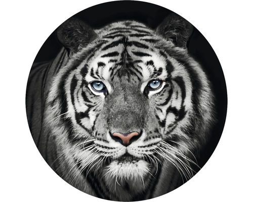 Fototapeta vliesová Tygr čb 95 cm