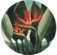 Fototapeta vliesová Strelitzia 95 cm