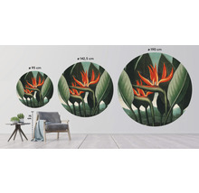 Fototapeta vliesová Strelitzia 95 cm
