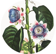 Fototapeta vliesová Passie flora 95 cm