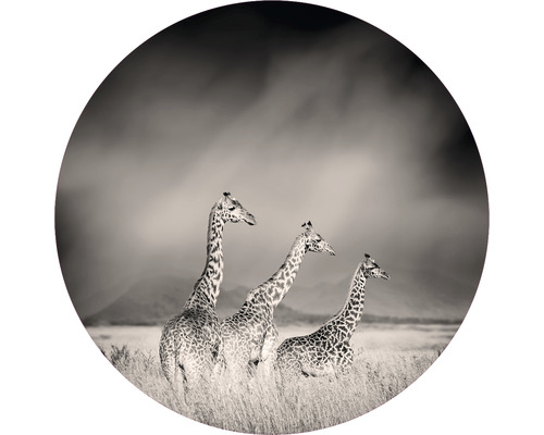 Fototapeta vliesová Žirafy 95 cm