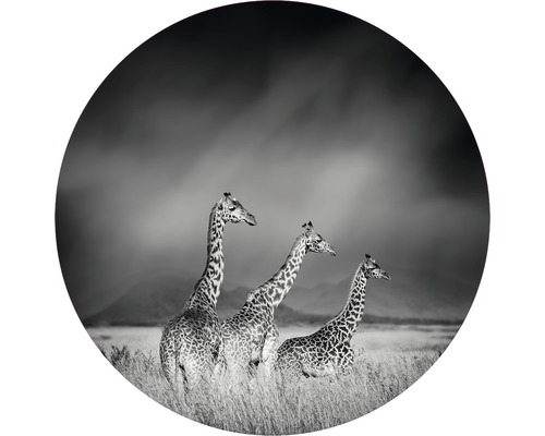 Fototapeta vliesová Žirafy čb 142,5 cm