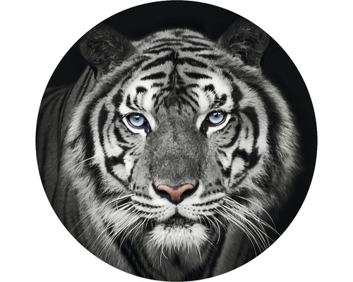 Fototapeta vliesová Tygr čb 142,5 cm
