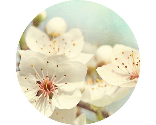 Fototapeta vliesová Třešňový květ 142,5 cm