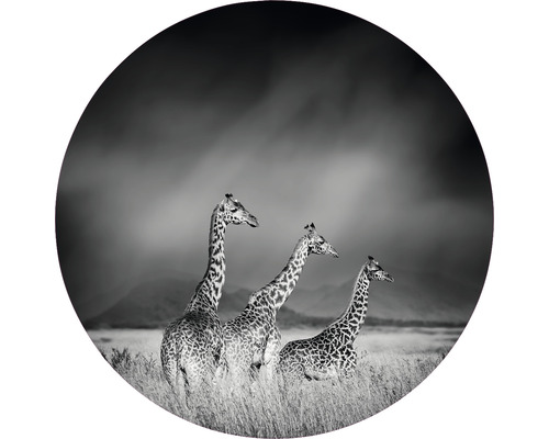 Fototapeta vliesová Žirafy čb 190 cm