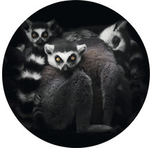 Detailní záběr skupiny lemurů s výraznýma očima