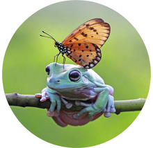 Žába s motýlem na hlavě na větvi