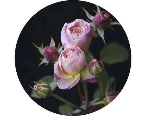 Fototapeta vliesová Růže 190 cm