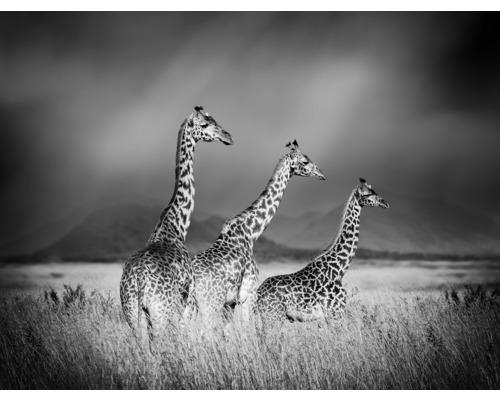 Fototapeta vliesová Žirafy čb 243x184 cm