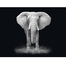 Fototapeta vliesová Slon čb 243x184 cm