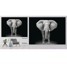 Fototapeta vliesová Slon čb 243x184 cm