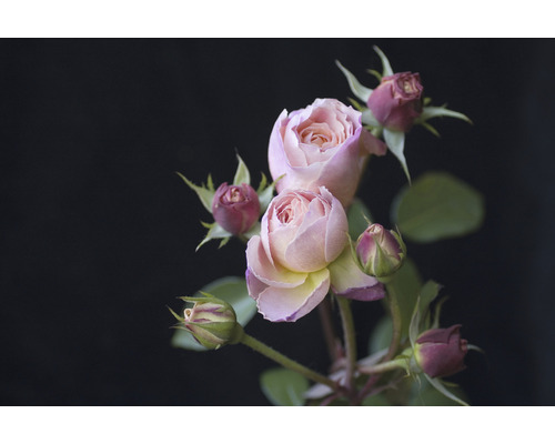 Fototapeta vliesová Růže 243x184 cm