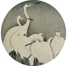 Ilustrace volavek v kruhu