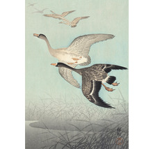 Ilustrace letících hus nad rákosím