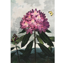 Ilustrace květu rododendronu s včelou a motýlem