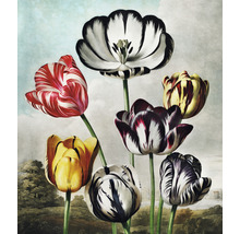 Malba s různými tulipány před krajinou