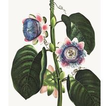 Fototapeta vliesová Passie flora 243x280 cm