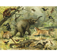Fototapeta vliesová Zvíře z džungle 243x184 cm