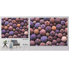 Fototapeta s motivem mořských ježků, 243 x 184 centimetrů nebo 340 x 254 centimetrů