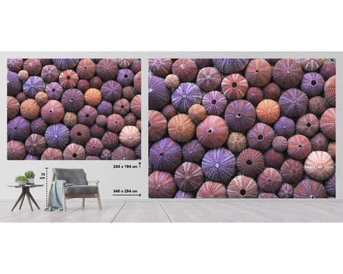 Fototapeta s motivem mořských ježků, 243 x 184 centimetrů nebo 340 x 254 centimetrů