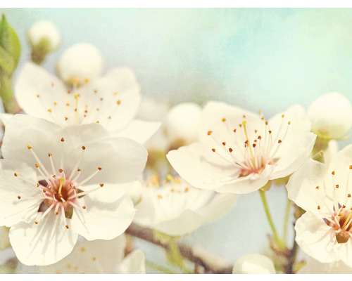 Fototapeta vliesová Třešňový květ 243x184 cm