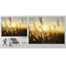 Fototapeta vliesová Bluegrass 340x254 cm