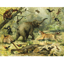Ilustrace rozmanité fauny v prostředí džungle