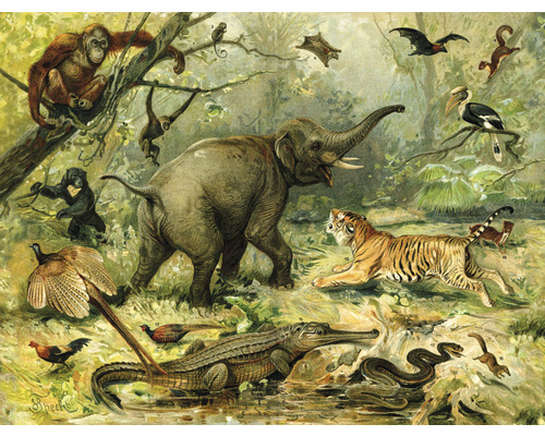 Fototapeta vliesová Zvíře z džungle 340x254 cm