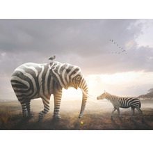 Fototapeta vliesová Slon a zebra 243x184 cm