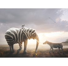 Fototapeta vliesová Slon a zebra 340x254 cm