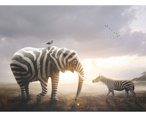 Fototapeta vliesová Slon a zebra 340x254 cm